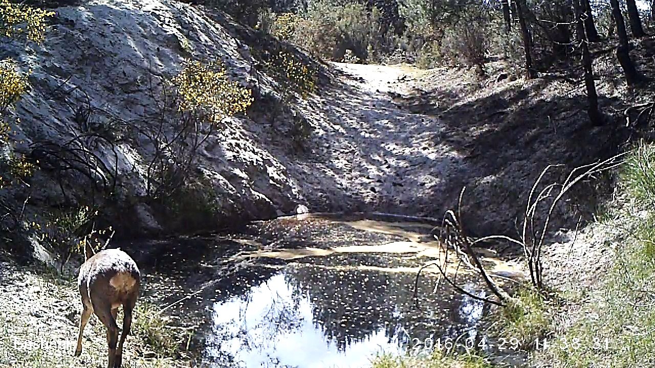Chevreuil - Assotiation cistude nature