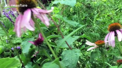 This is what bumble bees do to escape the rain