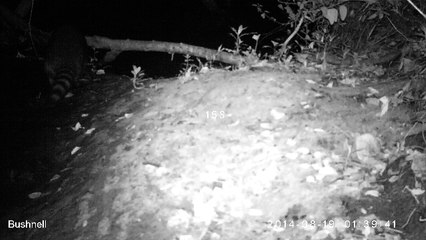 Raton laveur - Association Cistude Nature