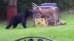 Bear Wanders Into Back Garden and Attacks Fake Deer
