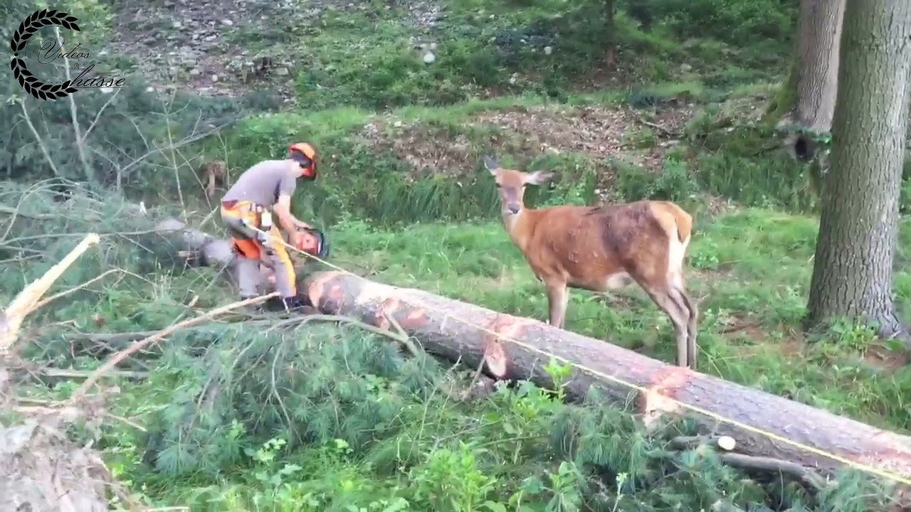 Biche amoureuse d'un bucheron