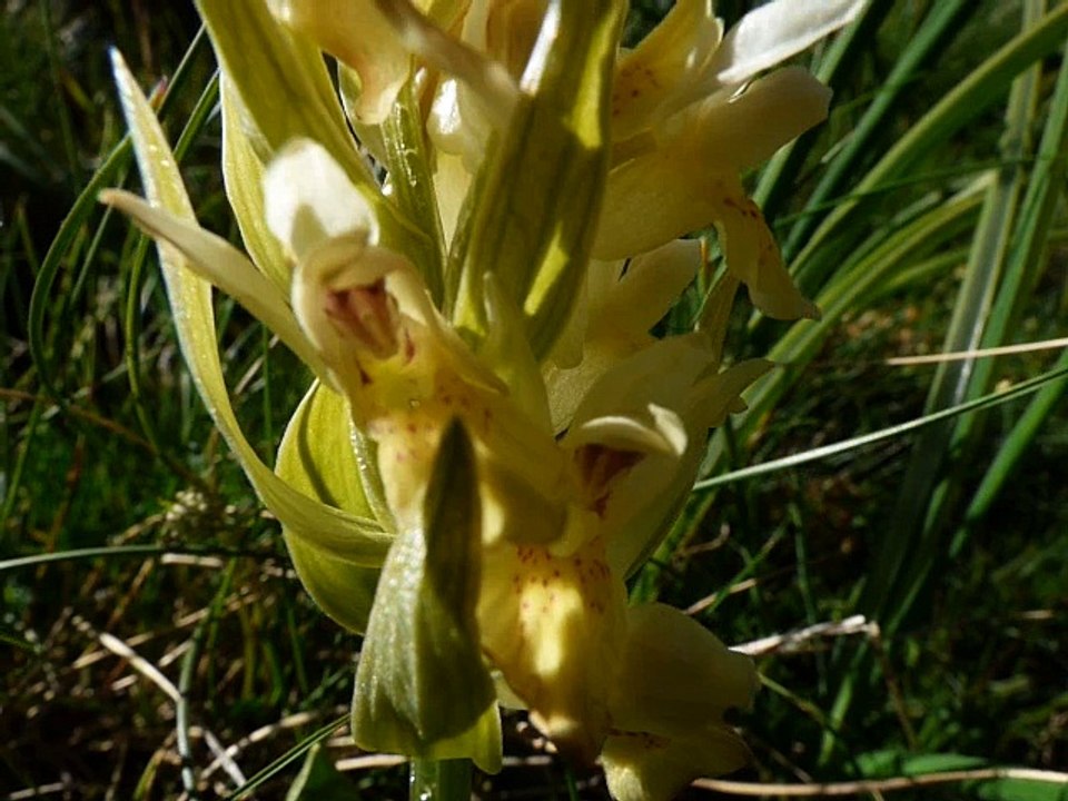 Orchis pâle