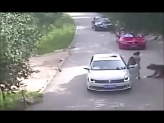 Video Tigre attaque une femme en sortant de sa voiture devant sa famille