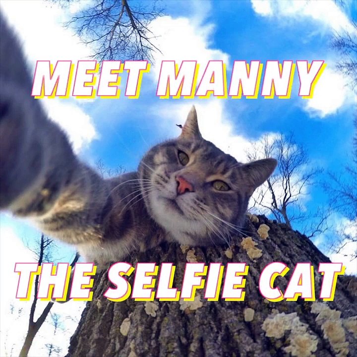 This cat takes better selfies than you%21