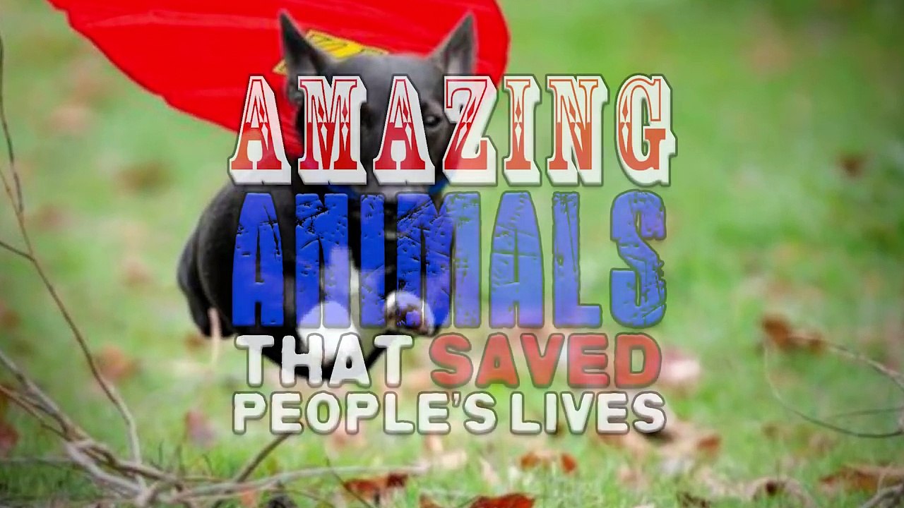 Unbelievable Animals That Saved People s Lives