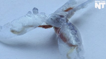 Researchers Combine Muscle Tissue With Robots