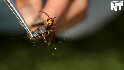 Researchers Will Be Able To Track Moving Animals From Space