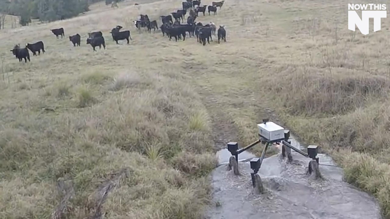This Robot Can Herd Cows
