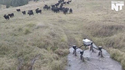 This Robot Can Herd Cows