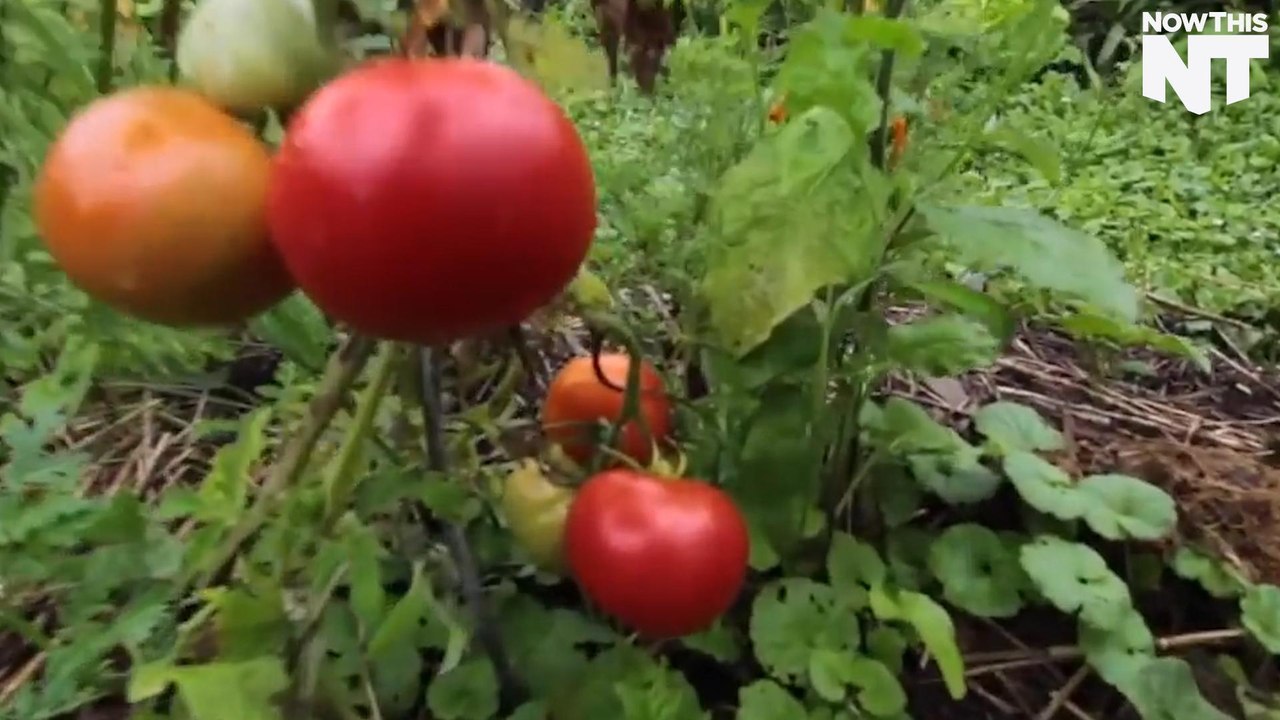 Sustainable Food Production Is Achievable Right From Your Backyard