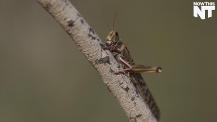 Scientists Are BioEngineering Locusts To Detect Bombs