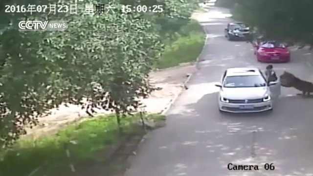 Footage shows shocking tiger attack in Beijing's wildlife park