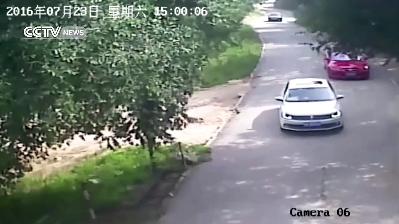 Footage shows shocking tiger attack in Beijing's wildlife park -