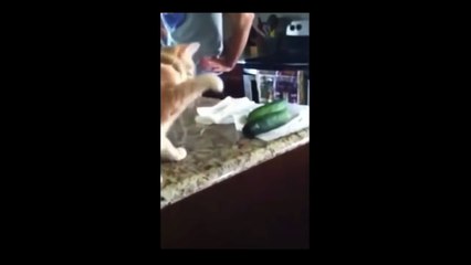 Top 10 des CHATS les plus drôle au Monde