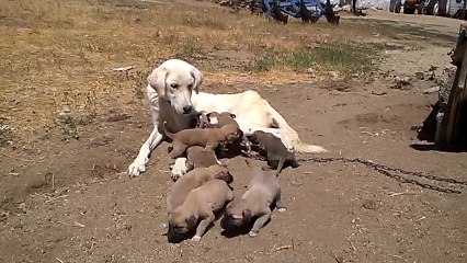 kangal ve akbaş yavruları