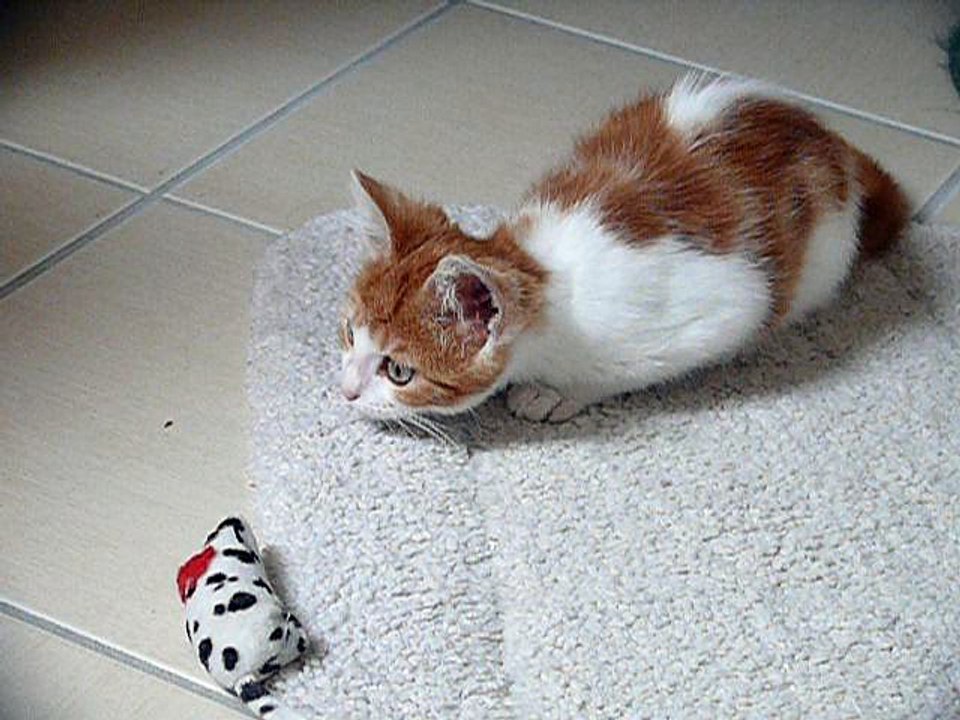 mulan à l'adoption