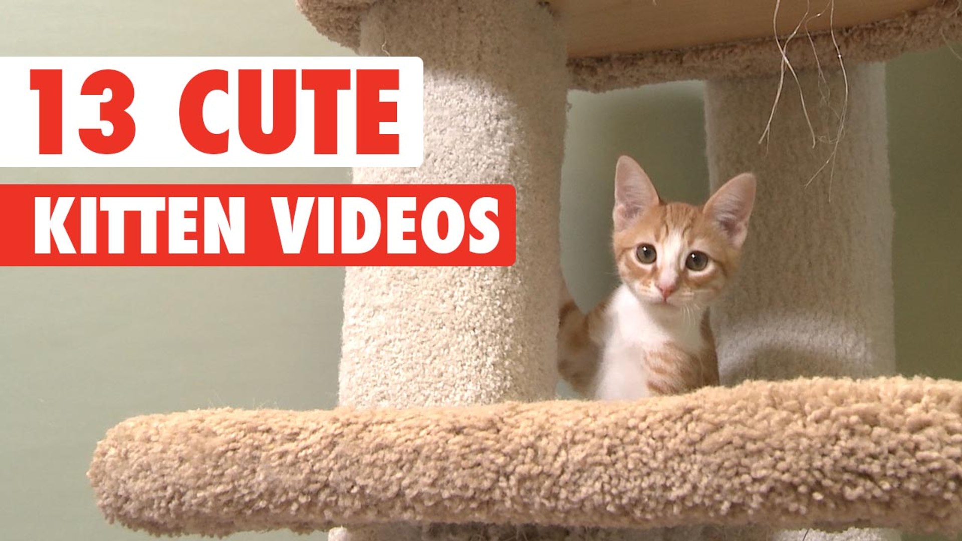 Silly deals kitten videos