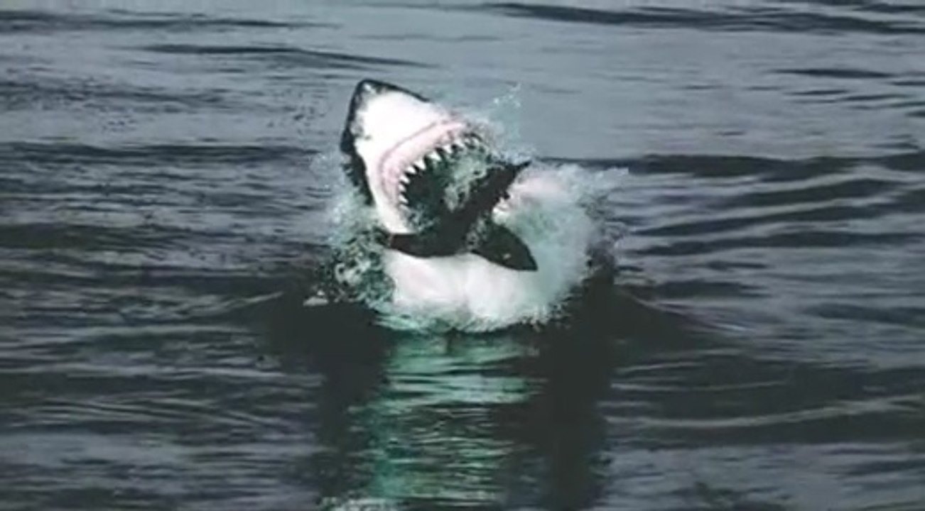 Shark Hunting ...
