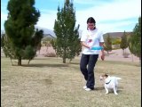 World s Smartest Dog Jesse performs Amazing Dog Tricks  Walking Hand Stand Dog
