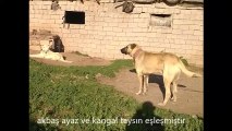 kangal taysın akbaş ayaz