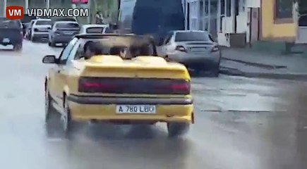 Guy Bails Water Out of Convertible After Sudden Heavy Rain