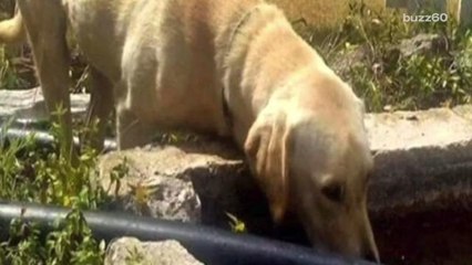Dog Stays with Boy Stuck on Mountain