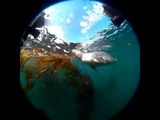 Scuba Drivers Swim With Curious Harbor Seal