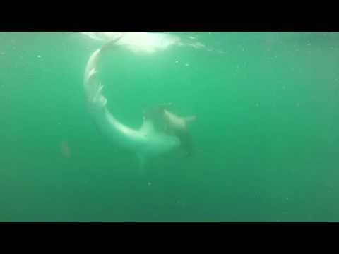 Massive Tiger Shark Attacks Hammerhead Shark