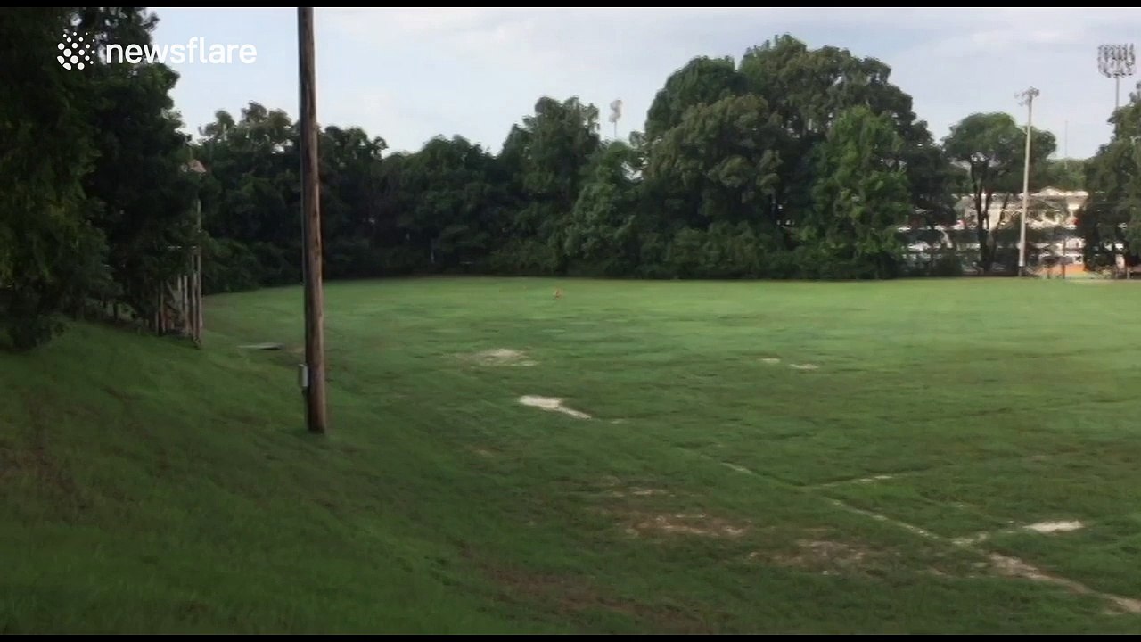 Deer chases dog across park