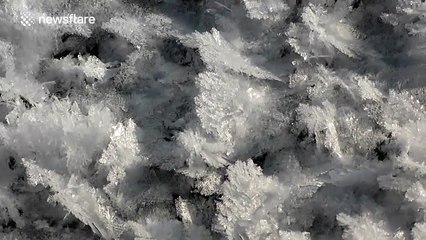 Beautiful 'frost flowers' on frozen river