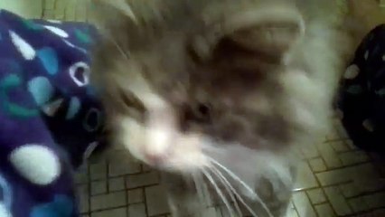 My cat le bathroom stalker