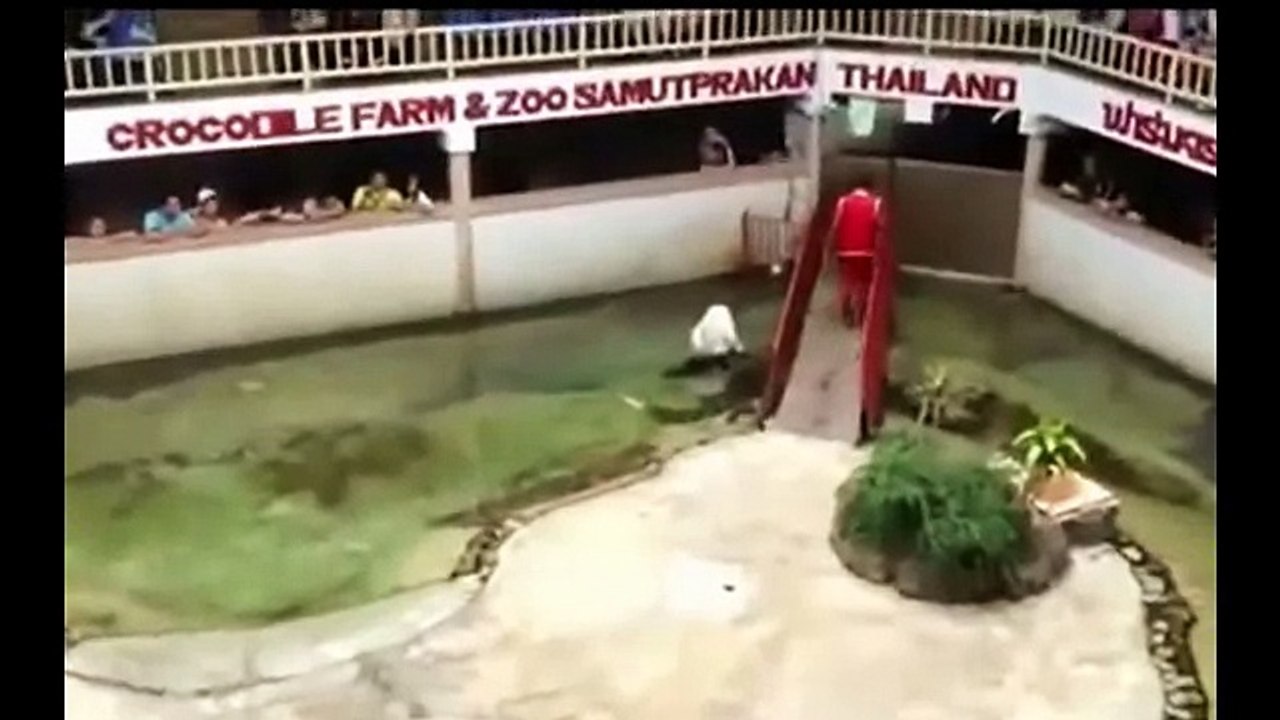 Vidéo Attaque d'Animaux sur l'Homme !! CHOC Animal Attacks