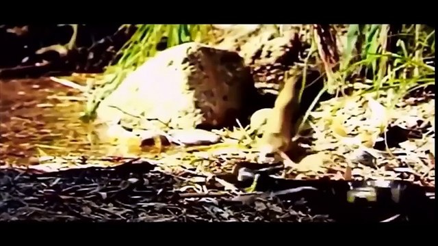 Law of Nature - Real Animal Fights 03 - King Cobra Eats Python