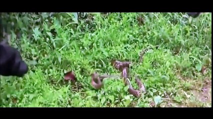Law of Nature - Real Animal Fights 08 - Dog vs Snake