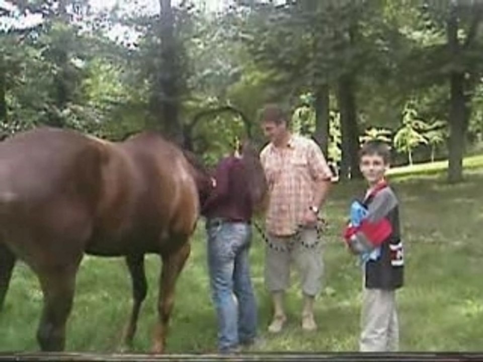 Chevaux Sophie