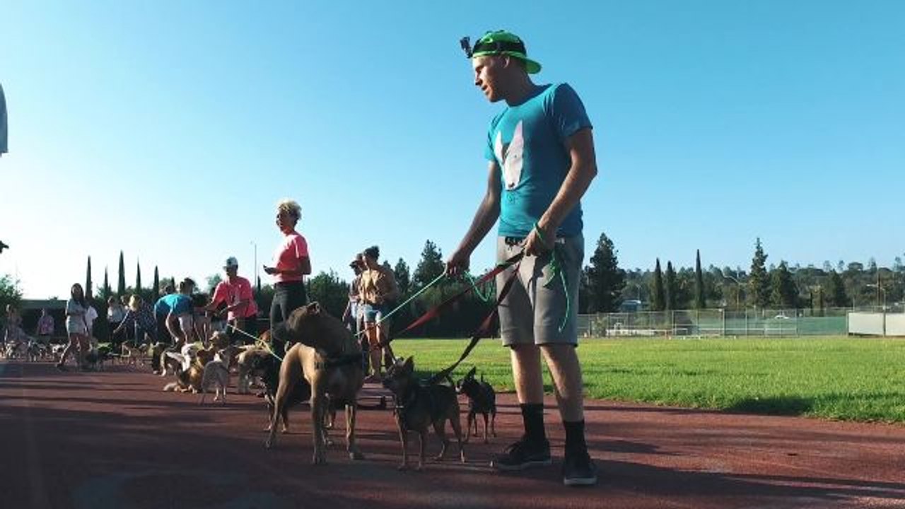 One Man. One Leash. 49 Dogs.