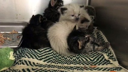 Un employé du tri des déchets a sauvé 6 chatons nouveau-nés découverts dans une benne.