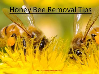 Honey Bee Removal Tips