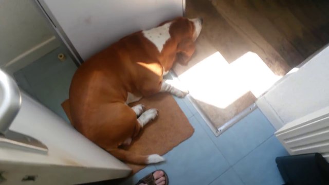 Quand ton chien te bloque aux toilettes... FAIL