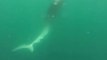 Combat entre deux requins filmé par des plongeurs devant une plateforme pétrolière