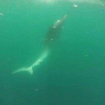 Combat entre deux requins filmé par des plongeurs devant une plateforme pétrolière