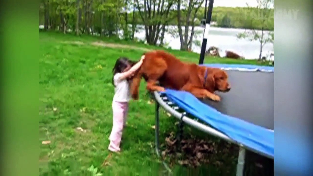 Dog Fails  #FailArmy 2016