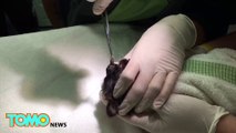 Gross videos of animals: veterinarian removes disgusting Cuterebra from kitten’s nostril - TomoNews