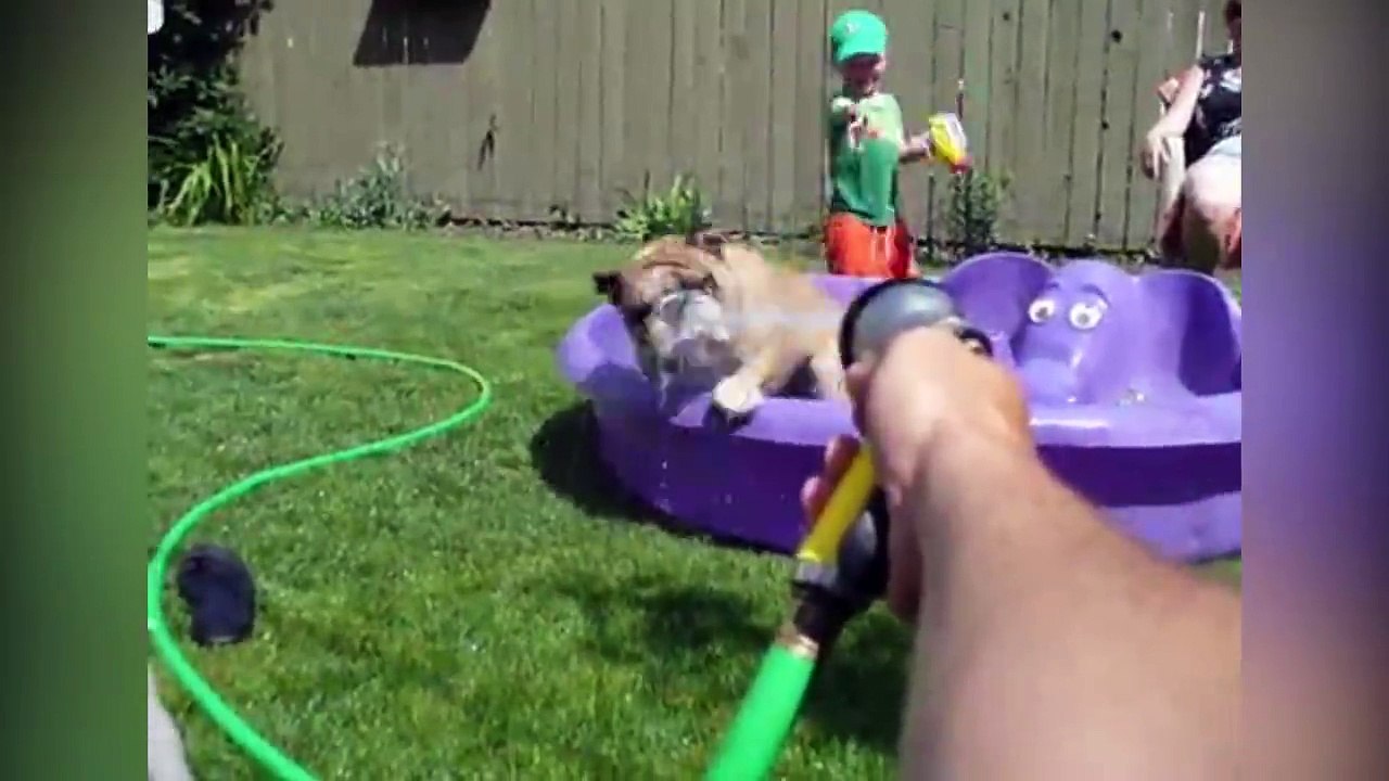 Les chiens adorent l'été! Compilation