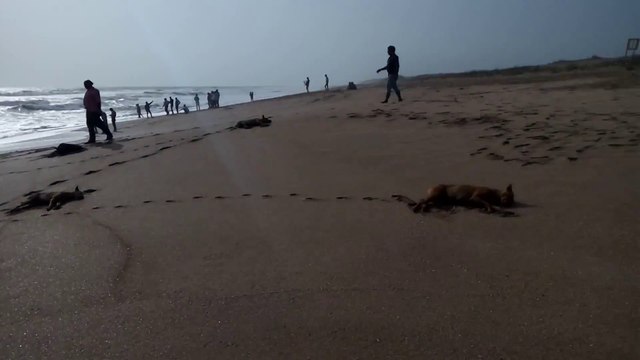 Et si on se faisait une sieste sur la plage?!