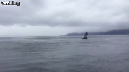 Une baleine fait un saut hors de l'eau sous les yeux de pécheurs ébahit