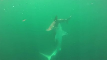 Un requin tigre attaque un requin marteau