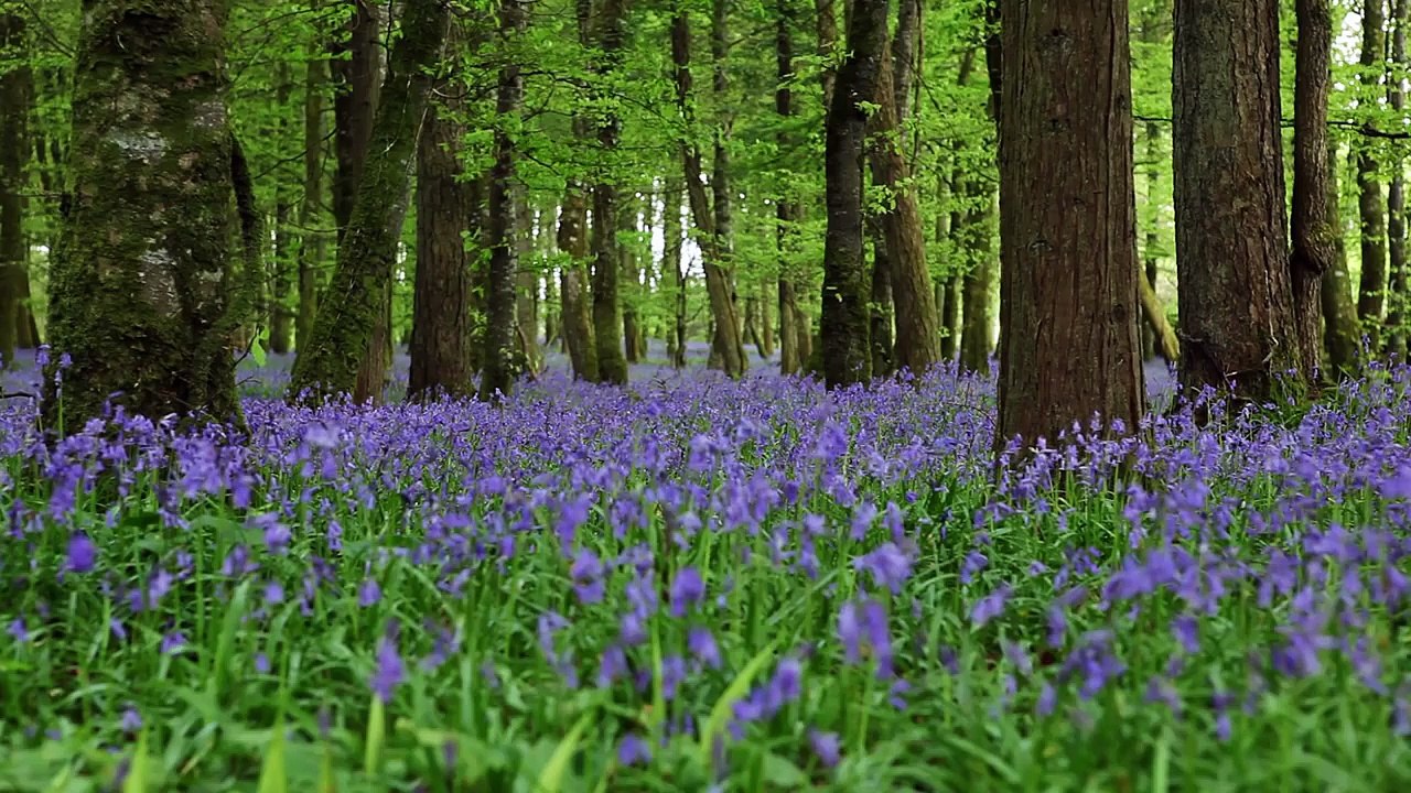 Short Relaxing Meditation of Forest Sounds & Birdsong- HD