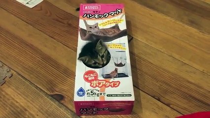 猫のハンモックを買ってきたのに入れ物の箱がもっと好き！ - 판도라TV