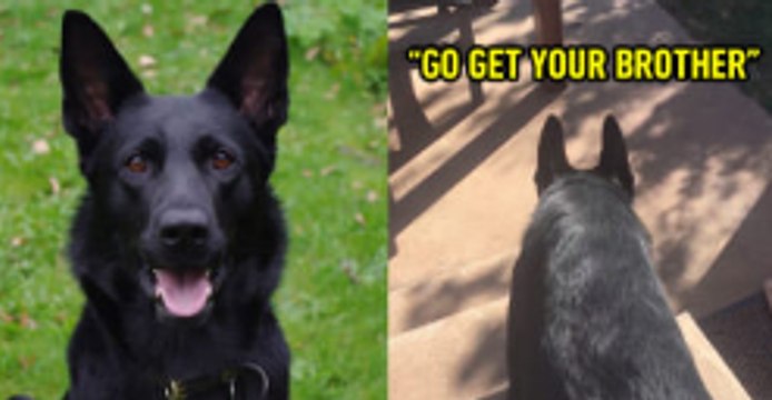 Adorable German Shepherd Will Fetch His Brother If You Tell Him Too